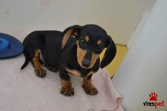 Ράτσα: Ντάτς χάουντ - Dach hound | Ηλικία: 3 μηνών | Φύλο: Θηλυκό | Αρ. Microchip: 902456782901678 | Ιδιώτης | Εκπαιδευμένο | Pedigree | Περιοχή: Αθήνα, Αττική